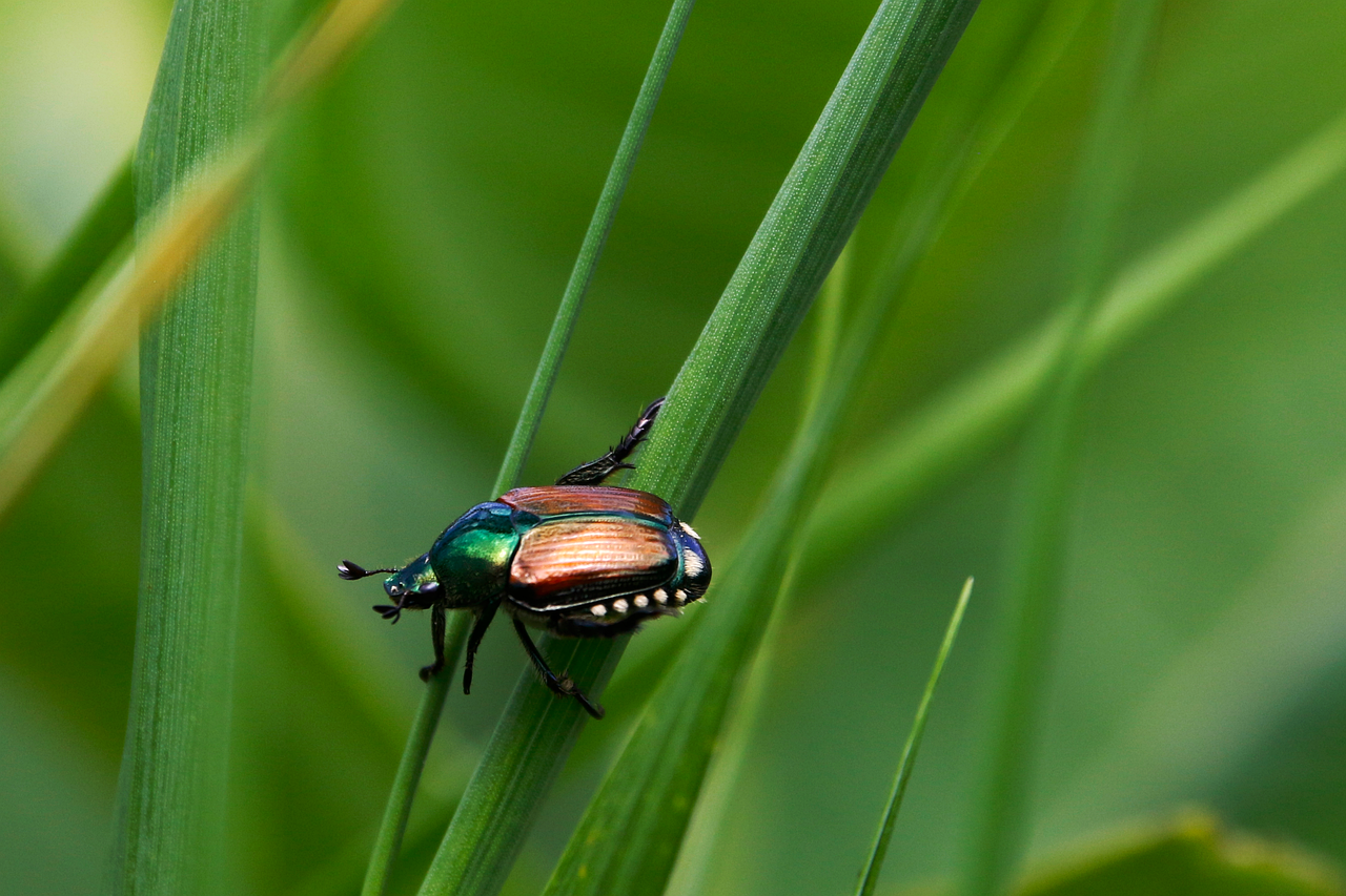 Popilla Japonica