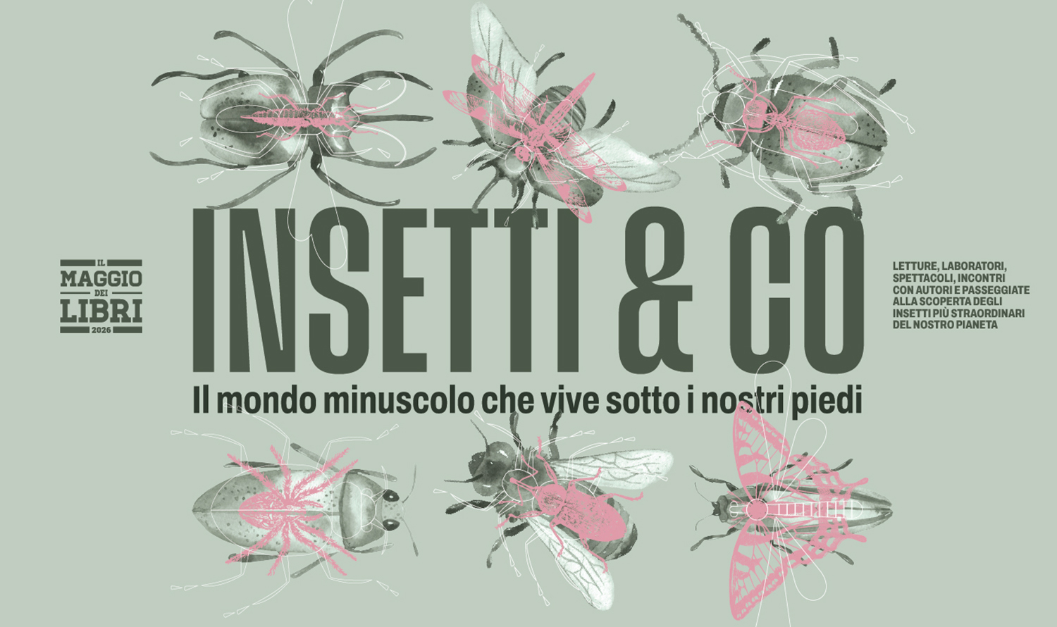 Sito Comune_insetti & co